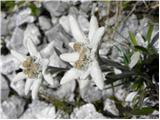 Planina Polog - Mahavšček